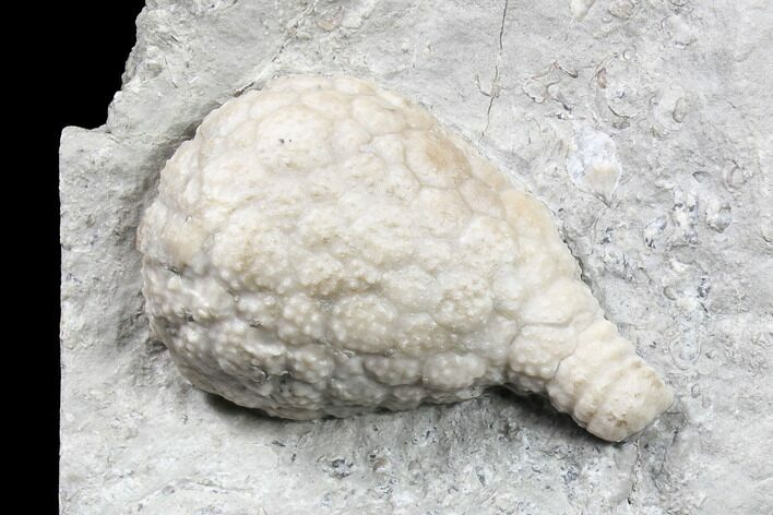 Cystoid Fossil (Holocystites) on Rock - Indiana #85704